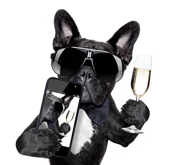 istock french bulldog selfie 499086105