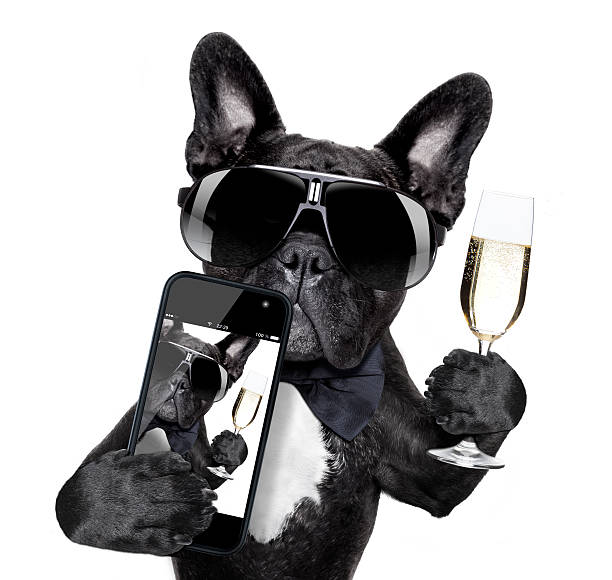 french bulldog selfie selfie of dog toasting for you in a cool pose pug photos stock pictures, royalty-free photos & images