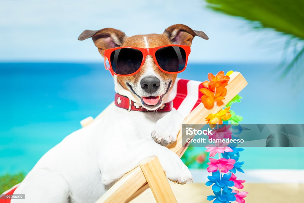 dog summer vacation dog relaxing on a fancy red deckchair Beach Stock Photo