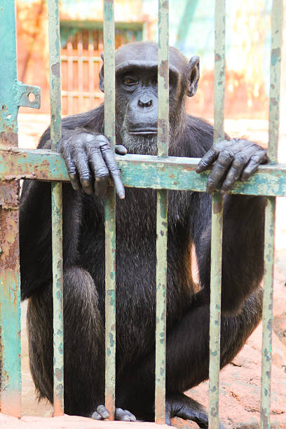 istock Closeup chimpanzee monkey in the cage 499086178