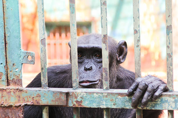 istock Closeup chimpanzee monkey in the cage 499086216
