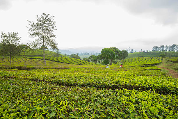 istock Beautiful pattern of tea field in Indonesia 499086964