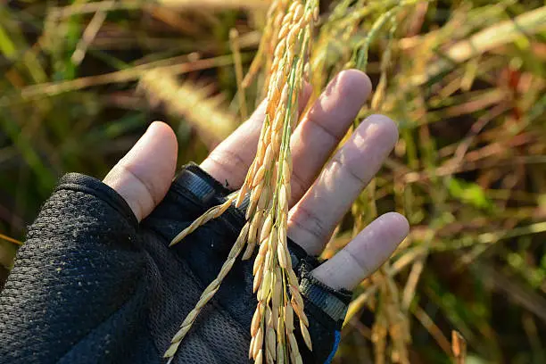 rice,Paddy rice 