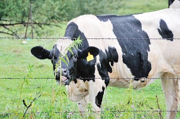 istock Cow at Fence 499087394