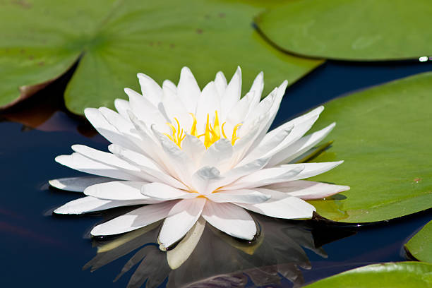 istock beautiful lotus with water 499087469