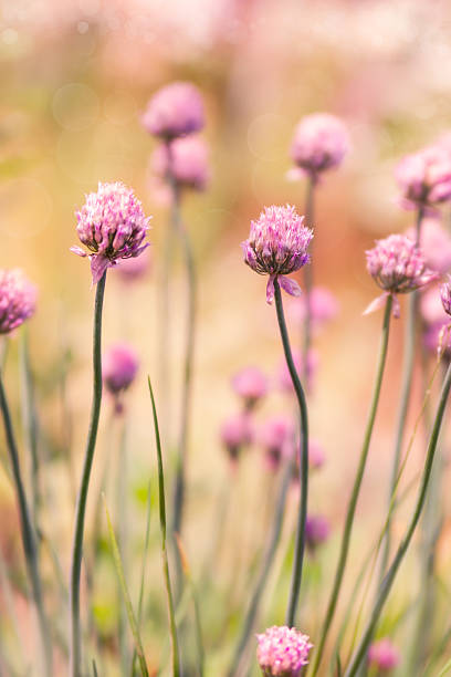 istock Spring flower chives on sunny day 499087505