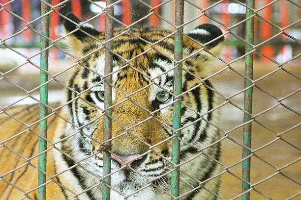 istock Close up face tiger in the cage 499087752