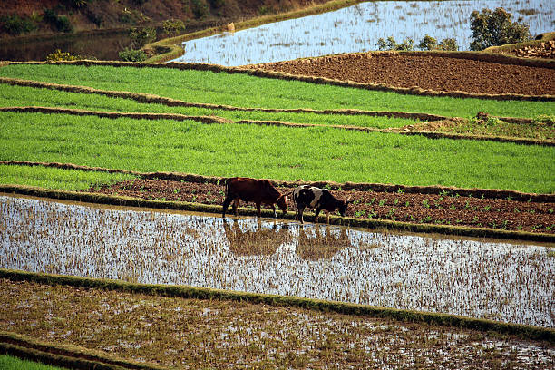 A vibrant green rice field showcases a meandering waterway under bright daylight. The scene reflects nature's beauty, tranquility, and agricultural growth.
