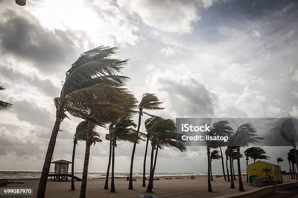 Palm Trees Before A Tropical Storm Or Hurricane Stock Photo - Download Image Now - Hurricane - Storm, Florida - US State, Wind