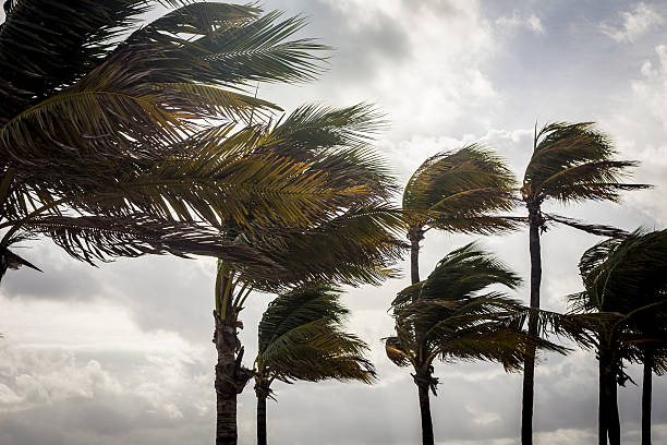 palm trees before a tropical storm or hurricane - hurricane florida stok fotoğraflar ve resimler