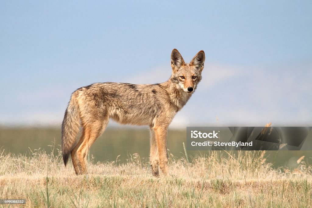 Western Coyote Western Coyote (Canis latrans) in northern California Coyote Stock Photo