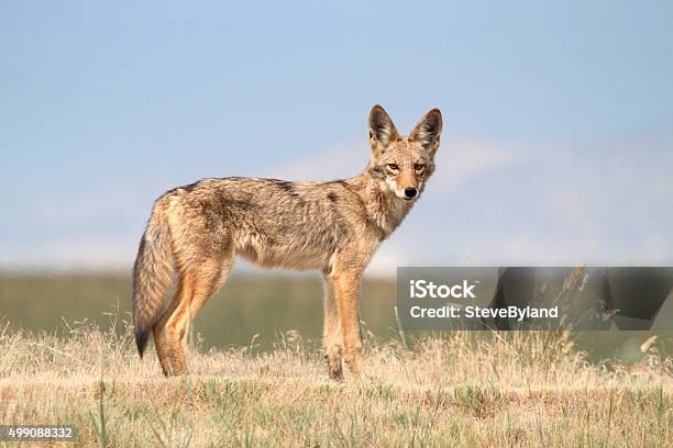 Western Coyote Stock Photo - Download Image Now - Coyote, Agricultural Field, 2015