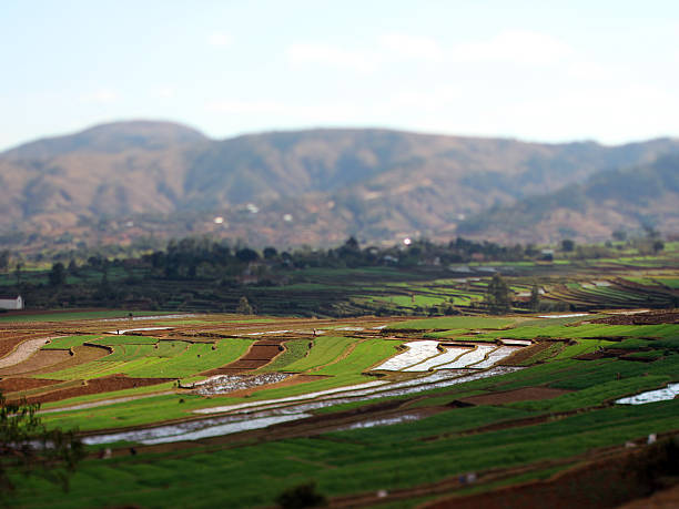 istock Madagascar: Terraced Farming Near Fiadanana 499088512