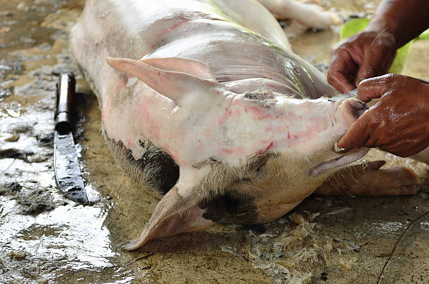 istock Removal hair from slaughtered pig 499089500