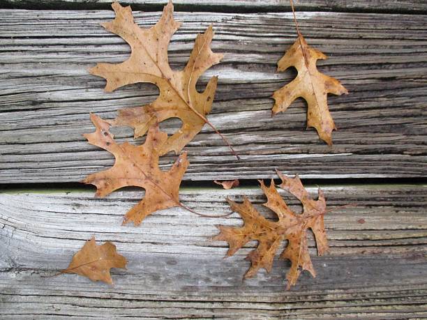 Brown Leaves on the Floor of a Deck in Fall stock photo