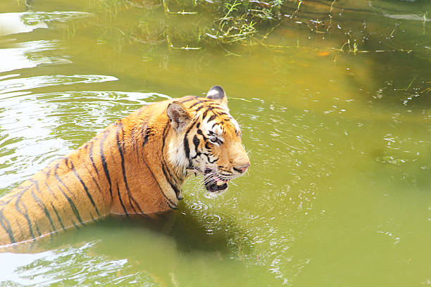 istock Tiger in the green river 499090288