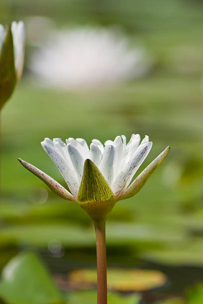 istock beautiful lotus with water 499092397