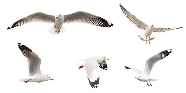 istock Flying Sea Gulls set, isolated on white background 499092956