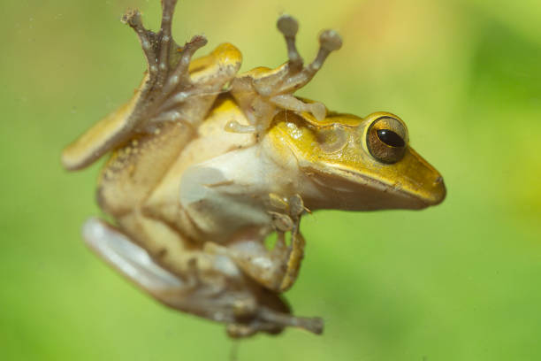 istock Litoria Infrafrenata frog 499093044