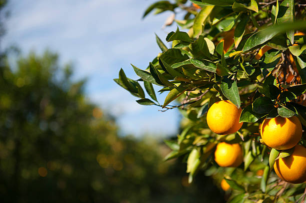 orange und blue sky - agriculture branch cut flowers citrus fruit stock-fotos und bilder