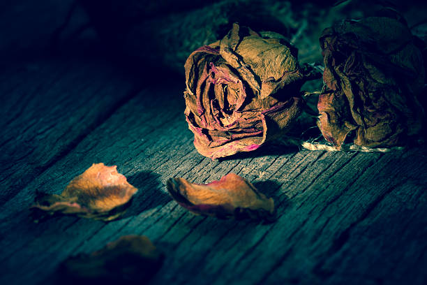 Withered róż – zdjęcie