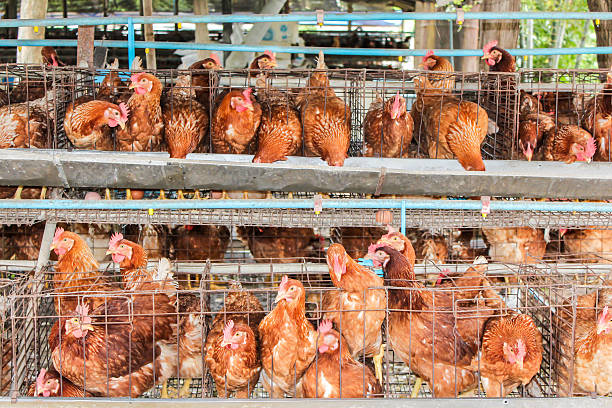 istock Eggs Chickens in the local farm 499094384