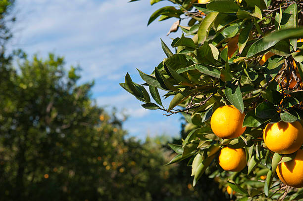 frischen orangen gegen den blauen himmel - agriculture branch cut flowers citrus fruit stock-fotos und bilder