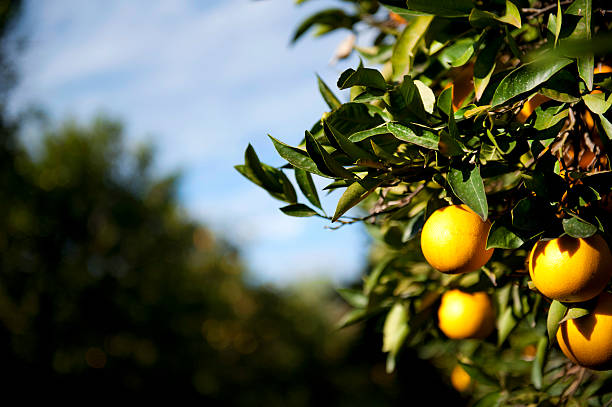 frutta fresca arancia e blu cielo - agriculture branch cut flowers citrus fruit foto e immagini stock