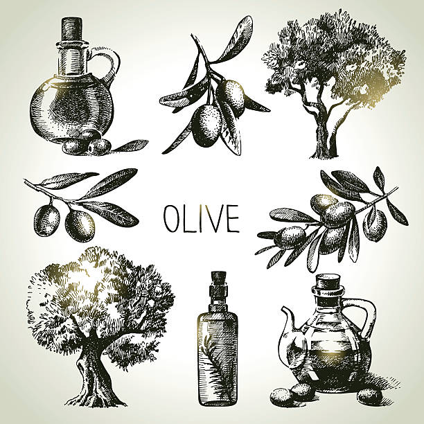 hand drawn set-oliv - olive tree illustrations stock-grafiken, -clipart, -cartoons und -symbole