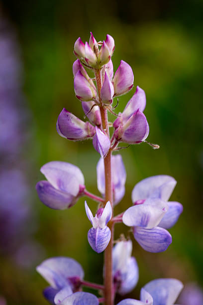 istock Blue Lupine Wildflower 499095979
