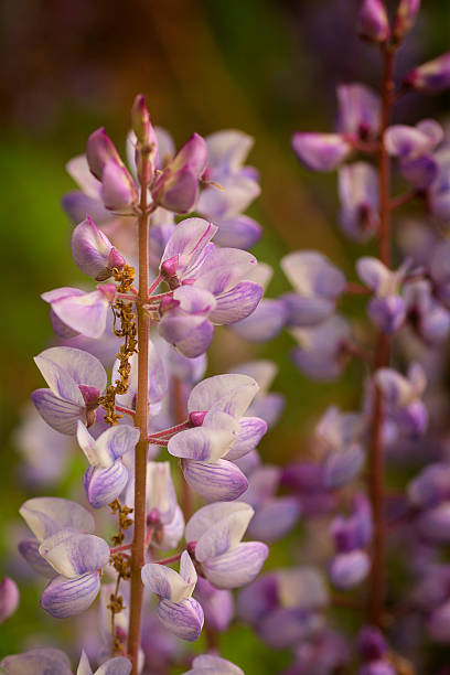 istock Blue Lupine Wildflower 499095981