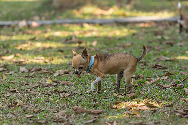 istock Chihuahua on the grass 499096619
