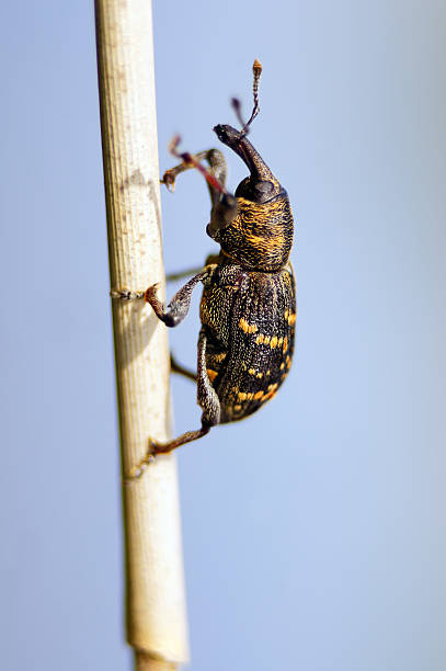 Curculionide o Balanino (curculionidae). - foto stock