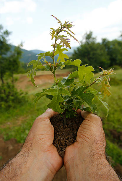 naszej natura - development tree human hand bonsai tree zdjęcia i obrazy z banku zdjęć