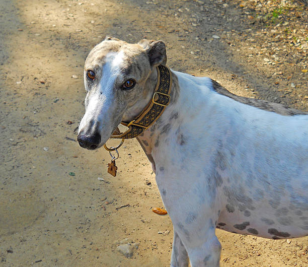 Greyhound Dog With Sweet Expression Brindle and white greyhound dog looking directly at the viewer with pleading eyes. brindle greyhound stock pictures, royalty-free photos & images