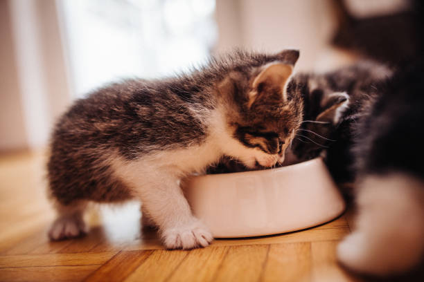 istock Fluffy kittens eating healthy food from a bowl 499097026