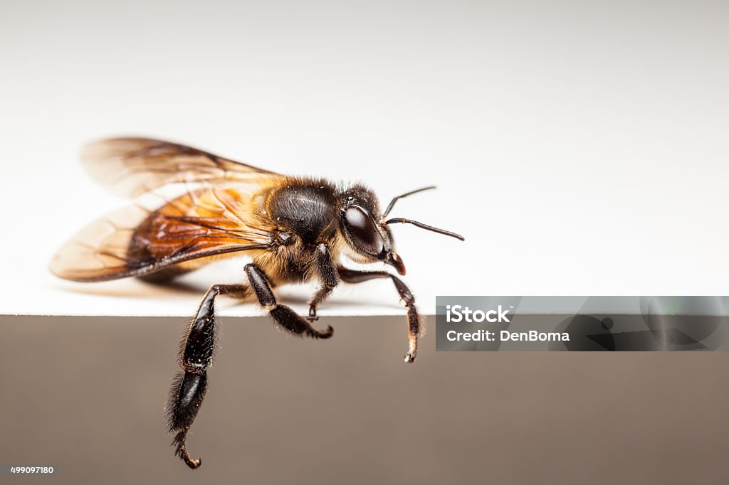 bee in close up an bee in close up whit white background 2015 Stock Photo