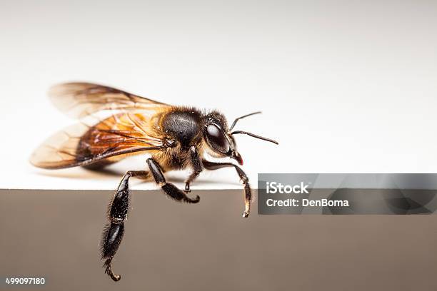 Bee In Close Up Stock Photo - Download Image Now - 2015, Animal, Animal Antenna