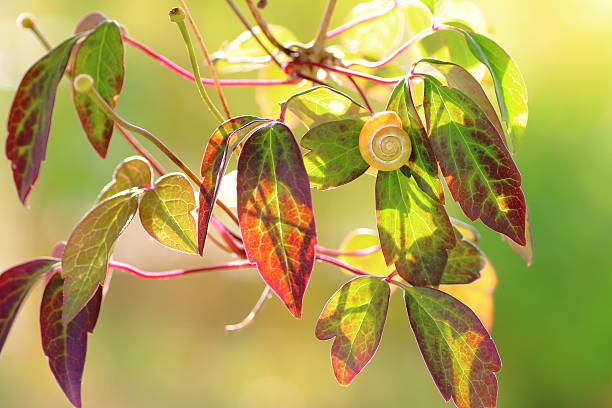 Close-up of Clematis Montana green leaf, under sunlight in summer, with a little snail, symbol of purity, fragility, freshness and beauty in nature.