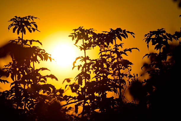 Shadows of Trees and Leaves against a Golden Sunset
