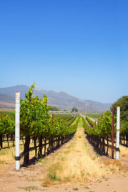 California Vineyard Vineyard in Santa Barbara County, California. santa maria california photos stock pictures, royalty-free photos & images