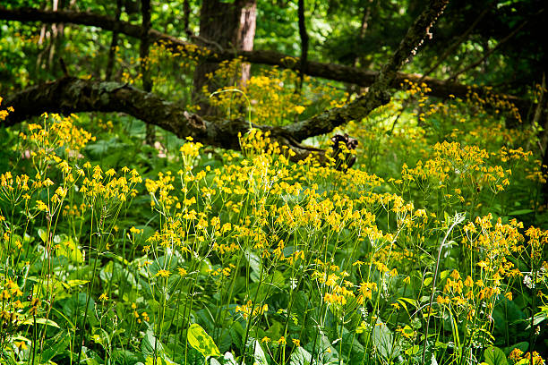 istock Yellow Roundleaf Ragwort Wildflowers 499098539