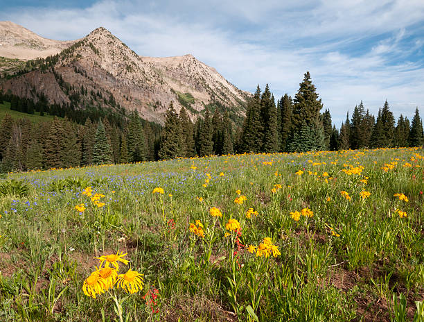 istock East Beckwith Mountain by Kebler Pass 499098771