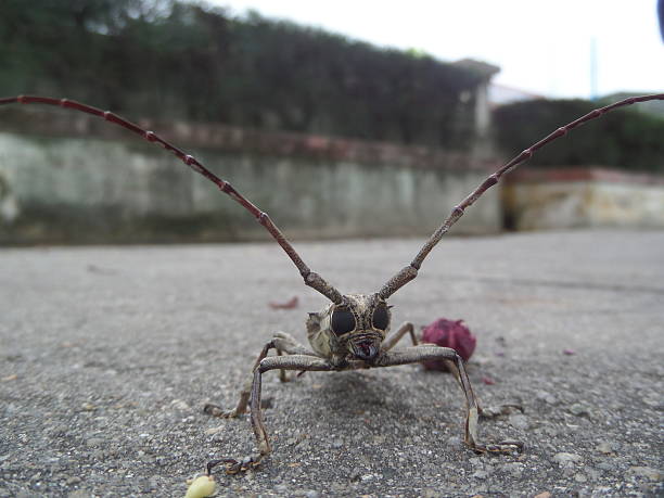 istock Asian Beetle With Long Antennae, Close-Up 499098832