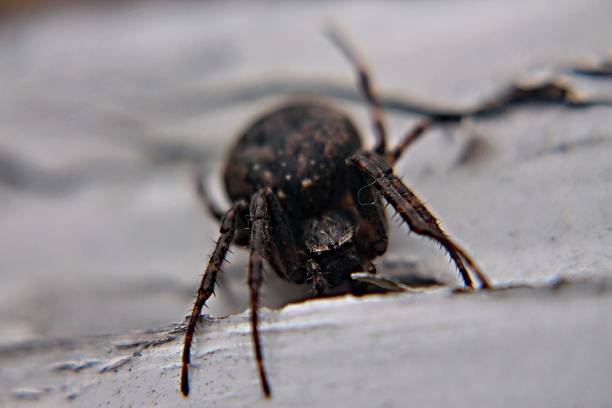 istock Detail of spider 499099069