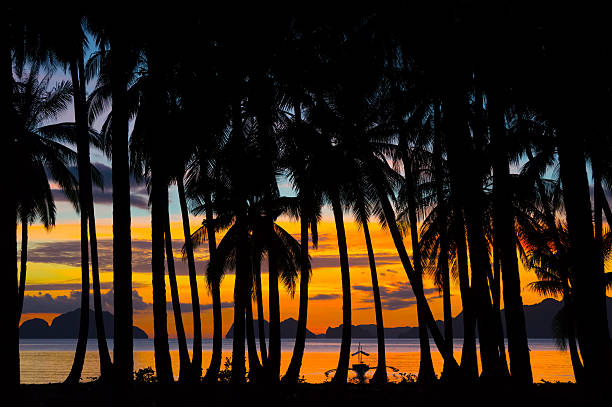 istock Tropical night with silhouettes of palm trees. 499099591