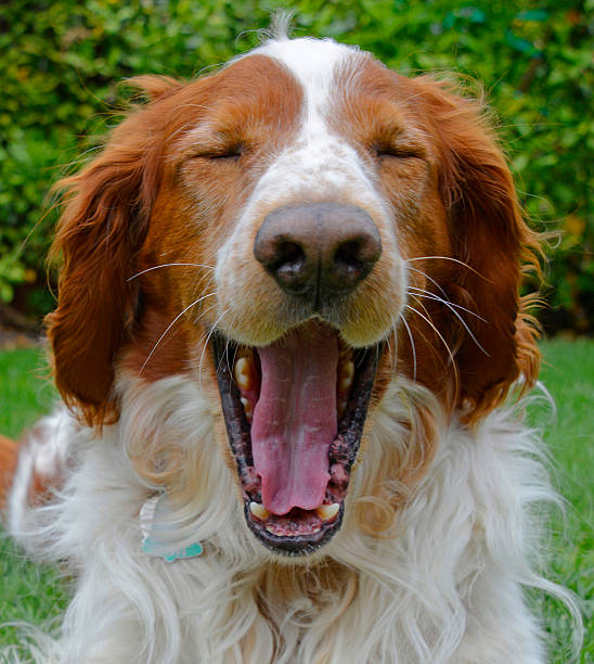 istock Yawning Welsh Springer Spaniel Dog 499099599
