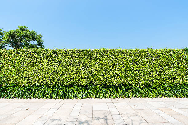 istock Green hedge and stone brick pavement texture background 499099902