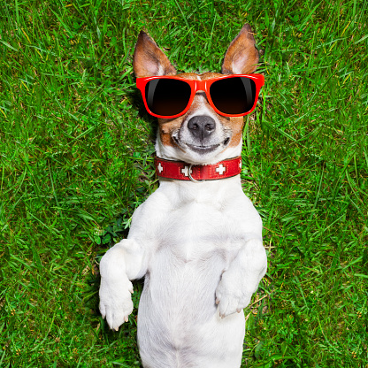 super funny face dog lying on back on green grass looking crazy