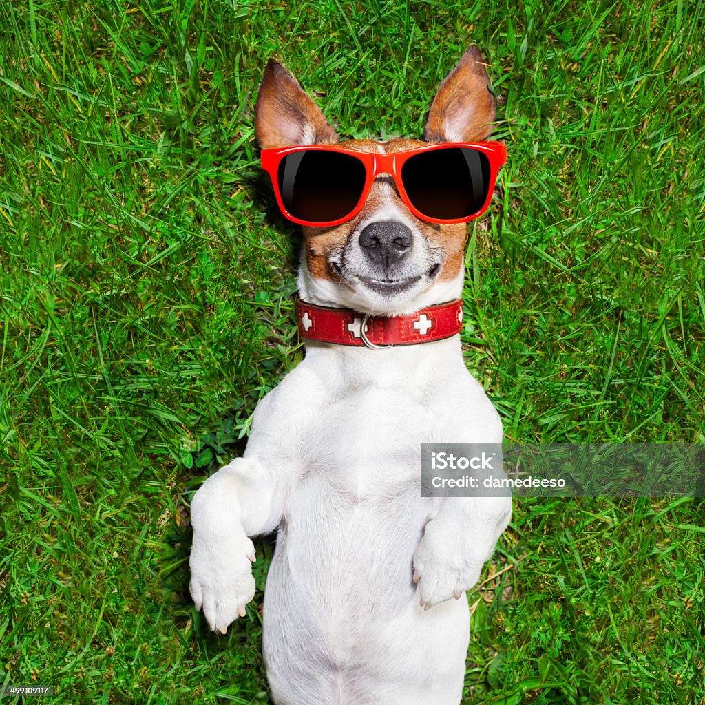 Very Funny Dog Stock Photo - Download Image Now - Dog, Sunglasses, Grass -  iStock